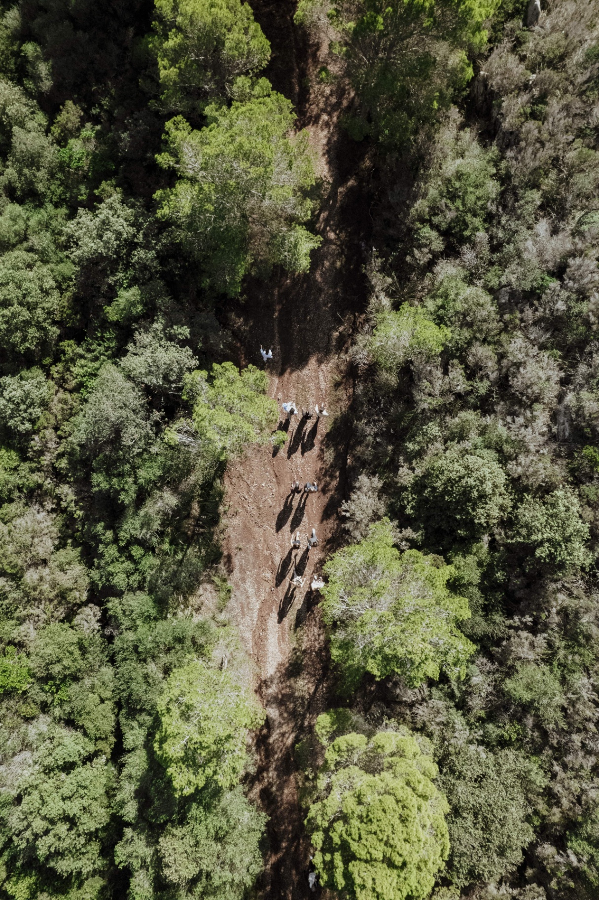 Aerial view of guests walking through the forest during the retreat